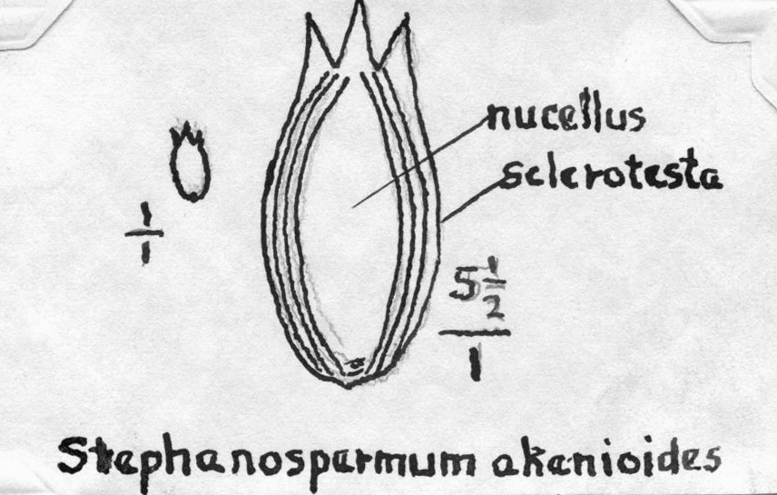 Stephanospermum, akenioides, sketch by GL