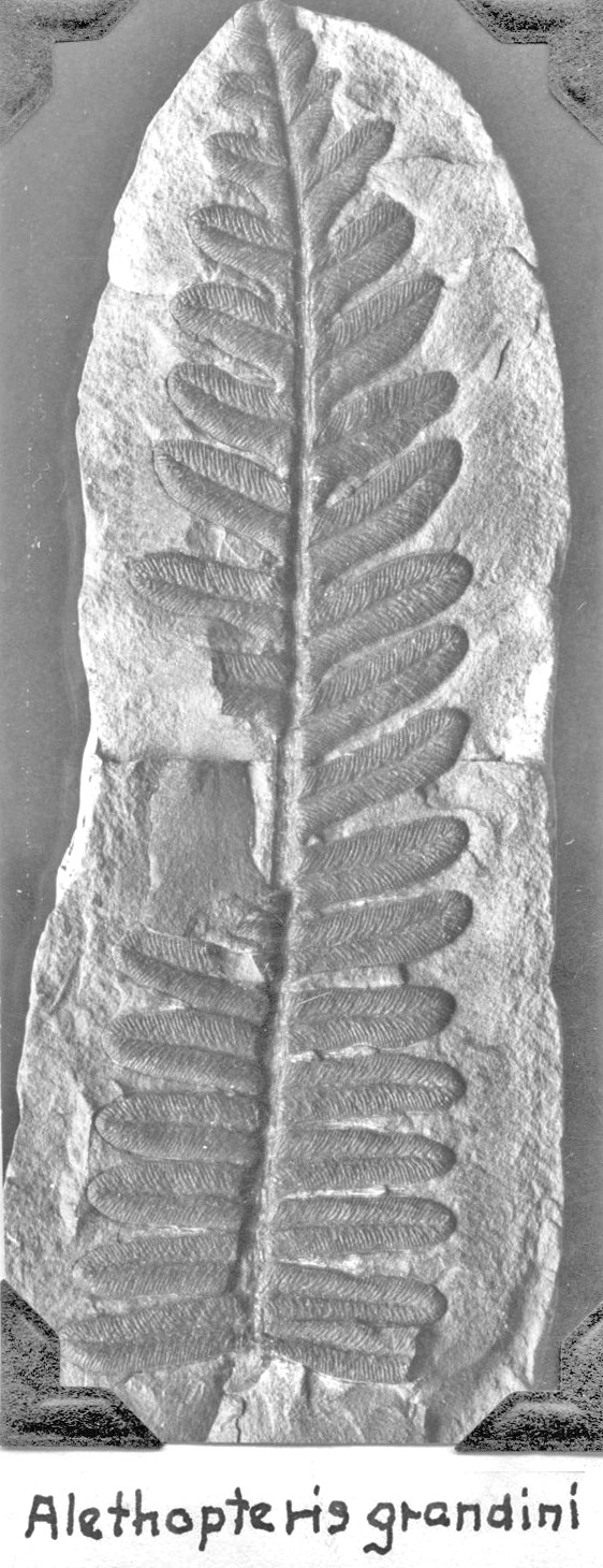 Alethopteris grandini fossil