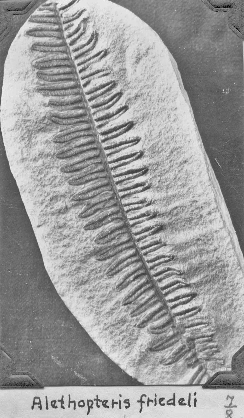 Alethopteris friedeli fossil