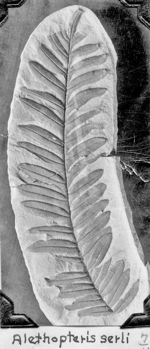 Alethopteris serli fossil