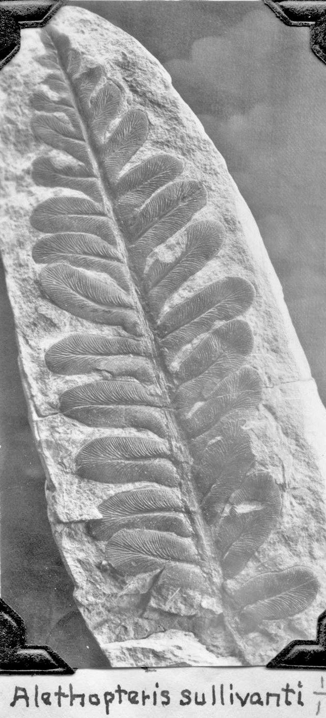 Alethopteris sullivnti fossil