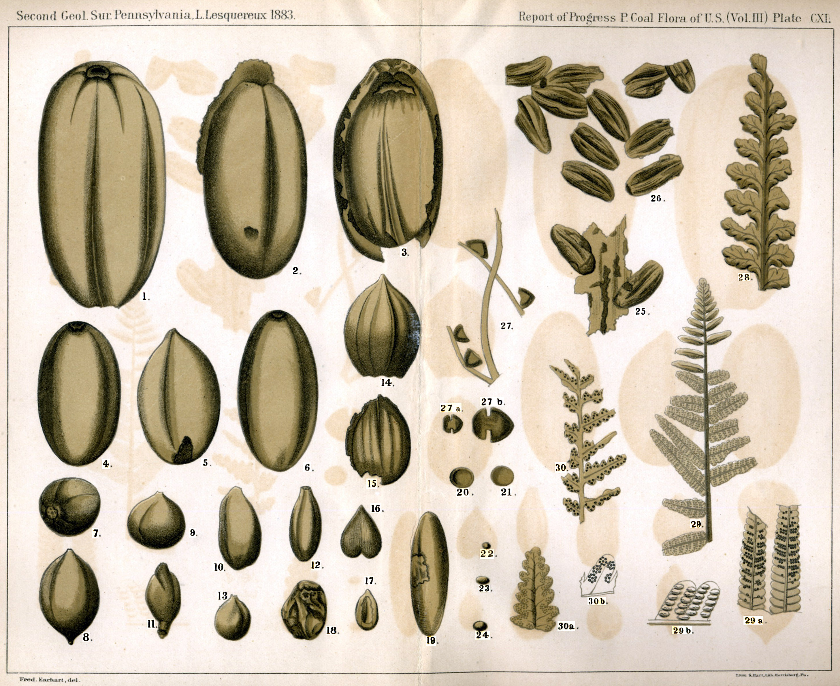 Leo Lesquereux - V.III, Plate 111