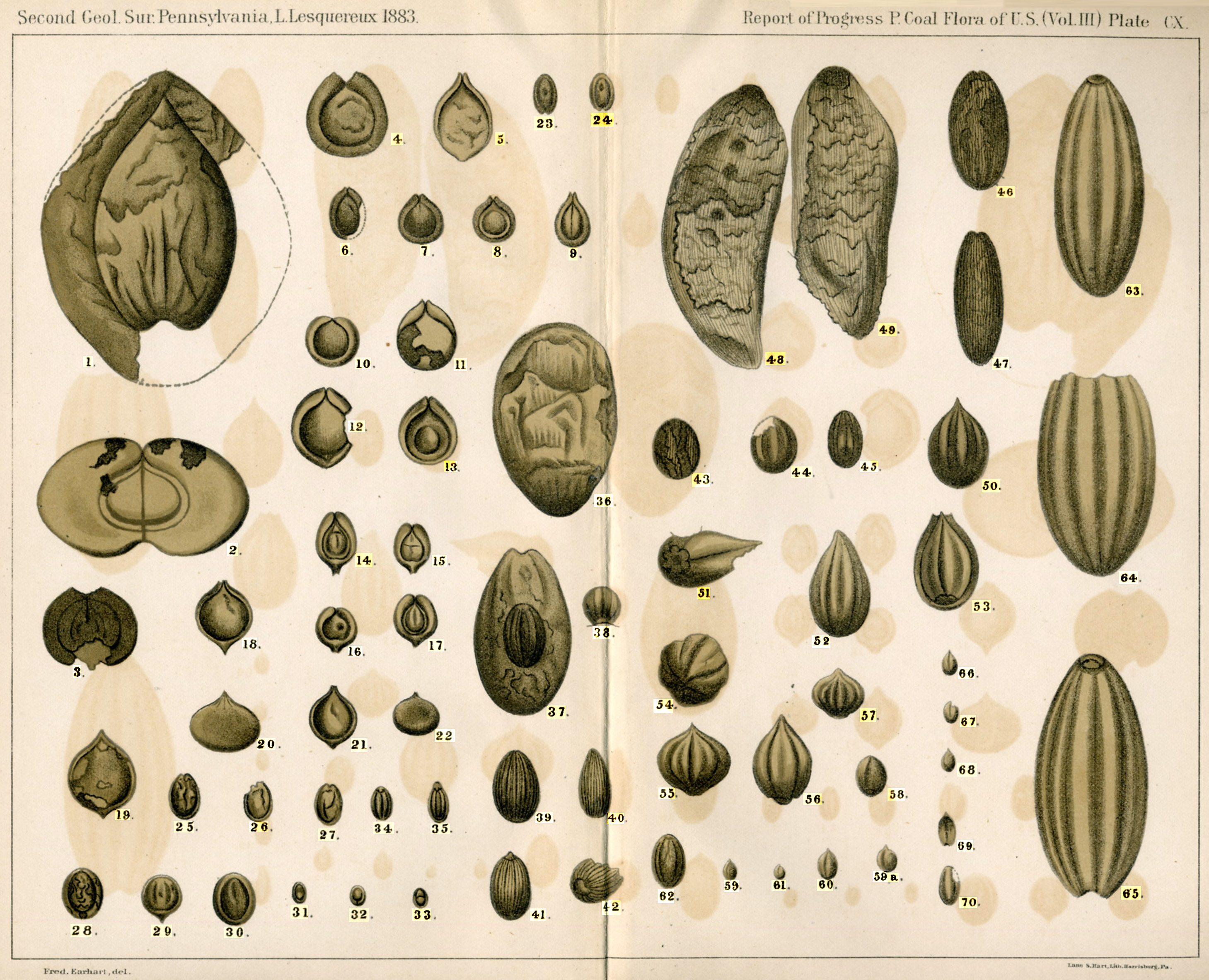 Lesquereux Atlas Vol.III plates