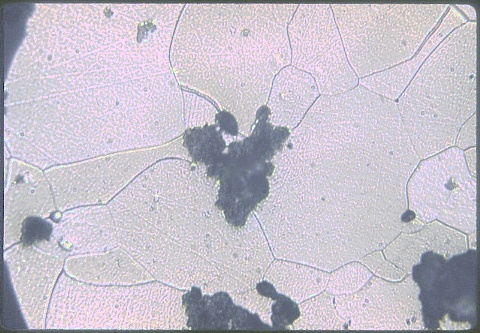 Graphite nodules in malleable iron at 500X etched