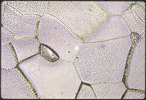 Molybdenum heating element at 500X etched