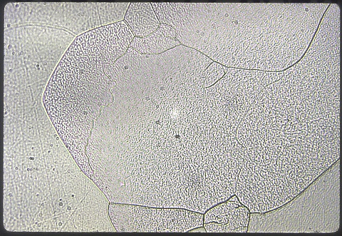 Molybdenum heating element at 1000X etched